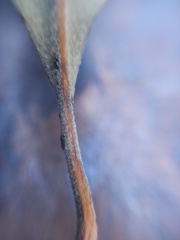 Citharexylum montanum