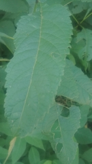 Eutrochium