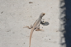 Dipsosaurus dorsalis