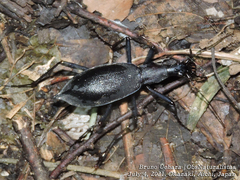 Carabus blaptoides
