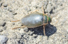 Dytiscus marginalis