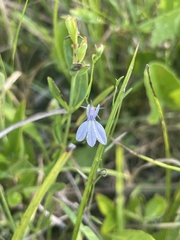 Lobelia nuttallii