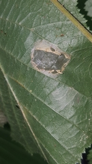 Phyllonorycter nicellii