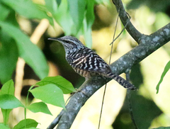 Band-Backed Wren photo 3