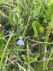 Lobelia nuttallii