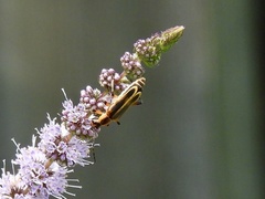 Chauliognathus marginatus