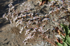 Limonium ovalifolium