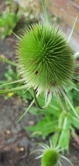 Dipsacus fullonum