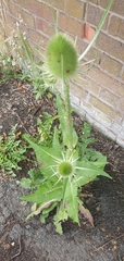 Dipsacus fullonum