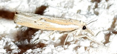 Fissicrambus quadrinotellus
