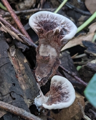 Nigroporus vinosus