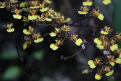 Trichocentrum ascendens