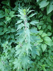 Leonurus quinquelobatus