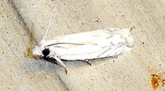 Eucosma pallidicostana
