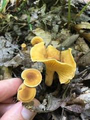 Cantharellus appalachiensis