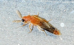 Distremocephalus texanus