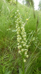 Pseudorchis albida tricuspis
