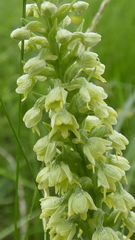 Pseudorchis albida tricuspis