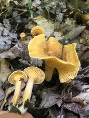 Cantharellus appalachiensis