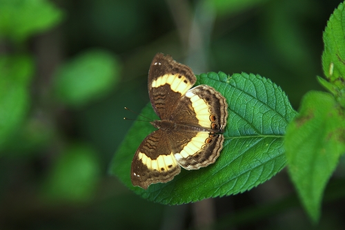 Yellow-banded Pansy