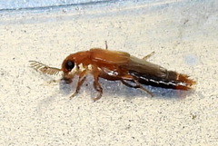 Distremocephalus texanus