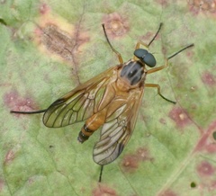 Rhagio immaculatus