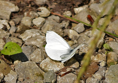 Pieris oleracea