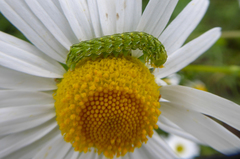 Cucullia chamomillae