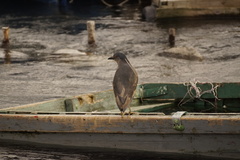 Nycticorax nycticorax obscurus
