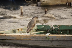 Nycticorax nycticorax obscurus