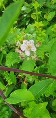 Rubus