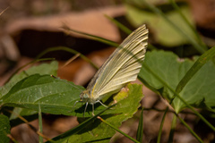 Pieris rapae