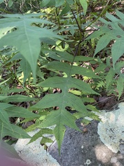 Polymnia laevigata