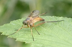 Rhagio immaculatus