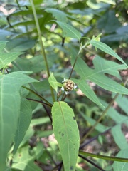 Polymnia laevigata