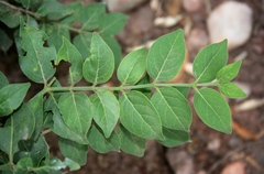 Vanguerieae