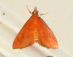 Sericoplaga externalis