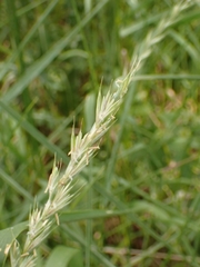 Elymus caninus
