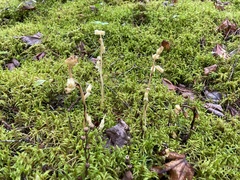 Monotropa hypopitys