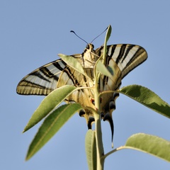 Iphiclides feisthamelii