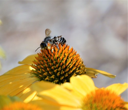 Megachile policaris photographed in Maryland