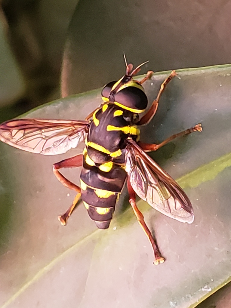 Meromacrus currani
