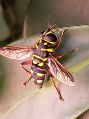 Meromacrus currani