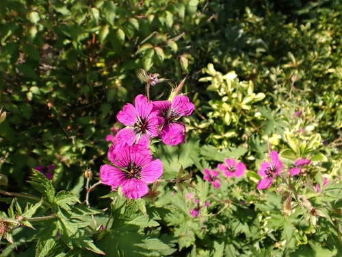 Image of Geranium psilostemon by (c) SK53, some rights reserved (CC BY-SA)