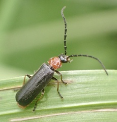 Silis ruficollis