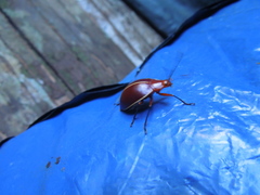 Ellipticus dorbignyi