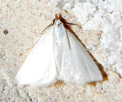 Leptosteges vestaliella