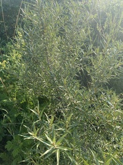 Hippophae rhamnoides