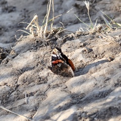 Vanessa atalanta