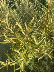 Hippophae rhamnoides